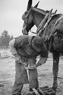 Shoeing: Untitled