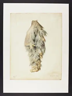 Blank: Untitled, drawn by Johnson Savage