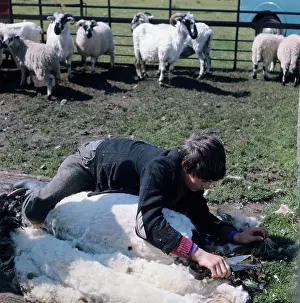 Shearing: Untitled. N. Yorks Moors 1970s