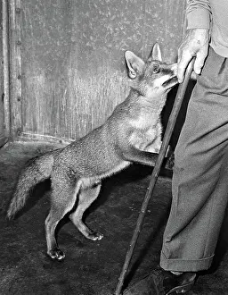 Foxes: Unusual Friends - fox and man