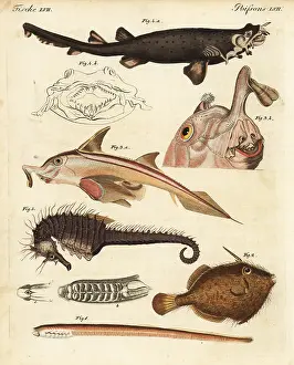 Seahorse: Unusual marine creatures