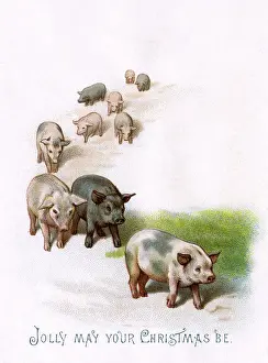 Trotting: Unusual pigs Christmas greeting