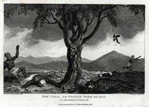 Java: The Upas or Poison Tree of Java