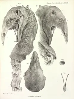 Upland: Upland Moa