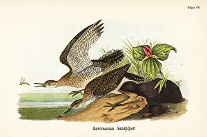 Sandpiper: Upland sandpiper, Bartramia longicauda
