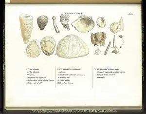 Theories: Upper Chalk fossils