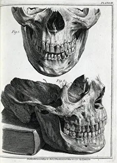 Dentition: Upper and lower human jaws