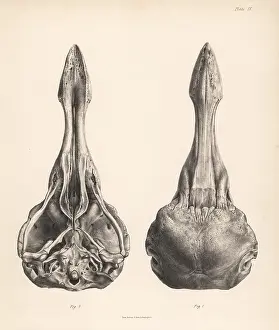 Strickland: Upper and lower views of the skull of a dodo