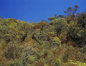 Montane: Upper montane rainforest, Sri Lanka