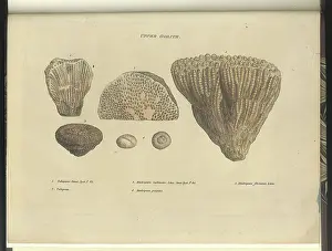 Accumulated: Upper Oolite fossils