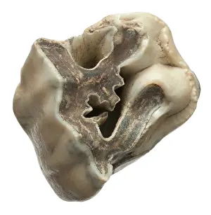 Boxgrove: Upper premolar of Stephanorhinus hundsheimensis