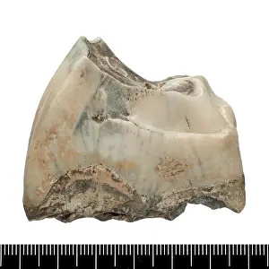 Boxgrove: Upper premolar of Stephanorhinus hundsheimensis