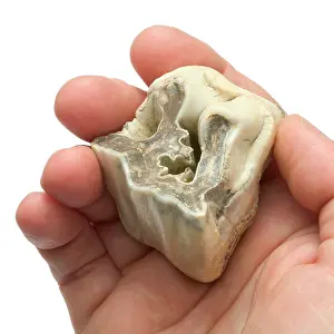 Boxgrove: Upper premolar of Stephanorhinus hundsheimensis