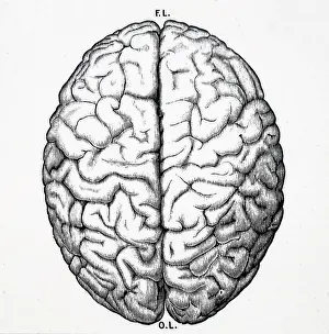 Brain: Upper surface of human brain