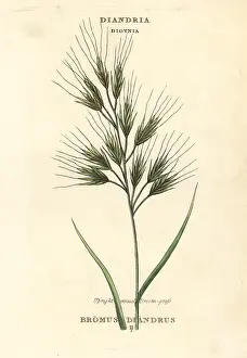 Duppa: Upright annual broom-grass or brome grass, Bromus diandrus