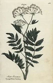Parsnip: Upright or cutleaf water parsnip, Berula erecta
