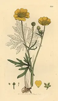 Crowfoot: Upright meadow crowfoot, Ranunculus acris