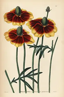 Weddell: Upright prairie coneflower or Mexican hat