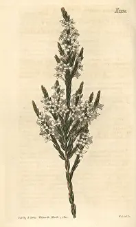 Erecta: Upright struthiola, Struthiola erecta