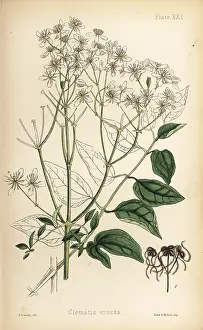 Bower: Upright virgin's bower, Clematis recta