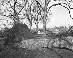 Paul Barkshire: UPROOTED TREES