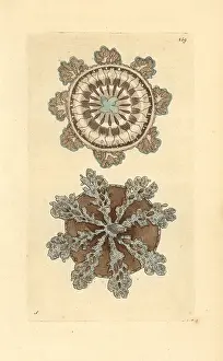 Andromeda: Upside-down jellyfish, Cassiopea andromeda