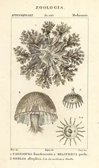 Naturali: Upside-down jellyfish and polyps