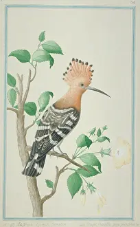 1722 C: Upupa epops, common hoopoe