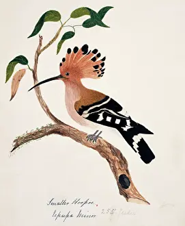 Bushby: Upupa epops, common hoopoe
