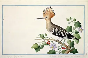 Hoopoe: Upupa epops, common hoopoe