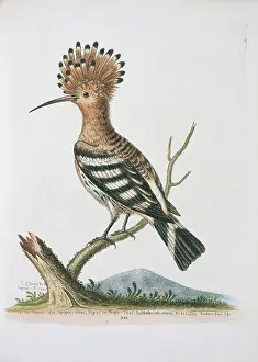 Hoopoe: Upupa epops, common hoopoe