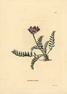 Astragalus: Ural axe vetch, Oxytropis uralensis