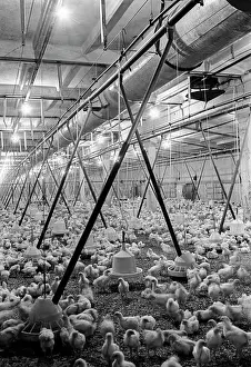 Broiler: Ural Broiler Plant