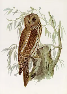 Uralensis: Ural Owl, Strix uralensis