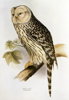 Uralensis: Ural Owl (Strix uralensis)