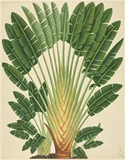 Monocot: Urania speciosa; Palm