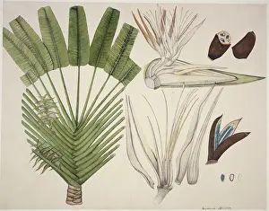 Fleming: Urania speciosa, travellers tree