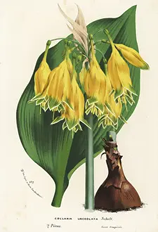 Serres: Urceolina urceolata