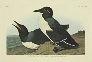 Murre: Uria aalge, guillemot