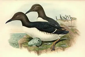 Murre: Uria aalge, guillemot