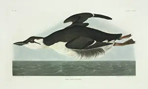 Pallas: Uria lomvia, thick-billed murre