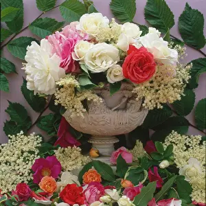 Millar: Urn with Roses and Elderflowers