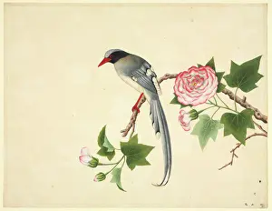 Magpie: Urocissa erythrorhyncha, red-billed blue magpie