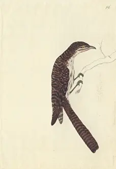 Cuculiformes: Urodynamis taitensis, long-tailed koel