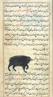 Ursa: Ursa Minor, 17th Century