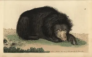 Ursinus: Ursiform sloth, ursine bradypus or sloth bear