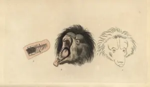 Ursinus: Ursiform sloth, ursine bradypus or sloth bear