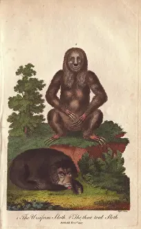 Torquatus: Ursiform sloth, Ursus labiatus, and three-toed