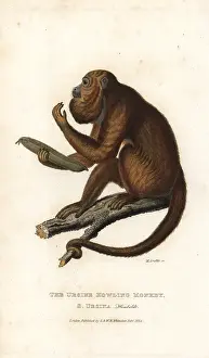 Howler: Ursine howler monkey, Alouatta arctoidea