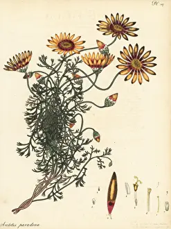 Francis Masson: Ursinia speciosa
